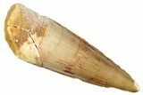 Fossil Spinosaurus Tooth - Real Dinosaur Tooth #278059-1